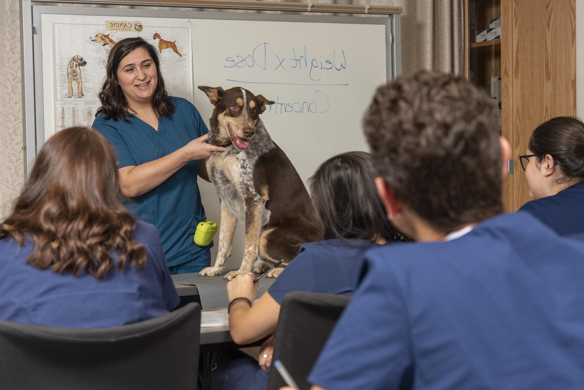 Veterinary Technology at Collin College